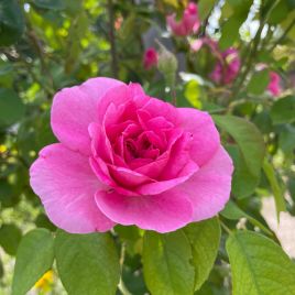 Friends of Markeaton Park Festival of Music and Flowers