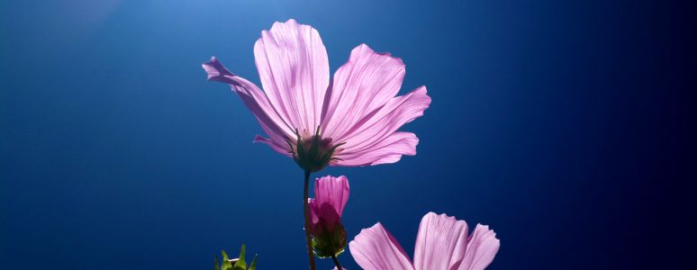 Flower and blue sky