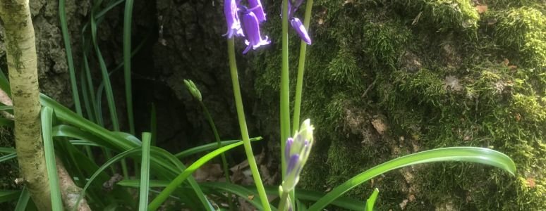 Tall bluebells flower close-up image with bushes and trees in the background.