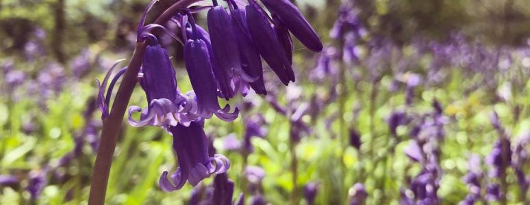 Bluebells flower close-up image with bushes and trees in the background.