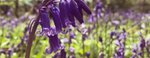 Bluebells flower close-up image with bushes and trees in the background.