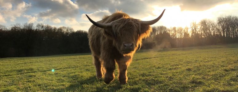 A shaggy highland cow with long horns standing in a field