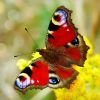 3 Peacock Butterfly.jpg