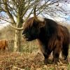 Sinfin Moor Grazing Nov 18 DW.jpg