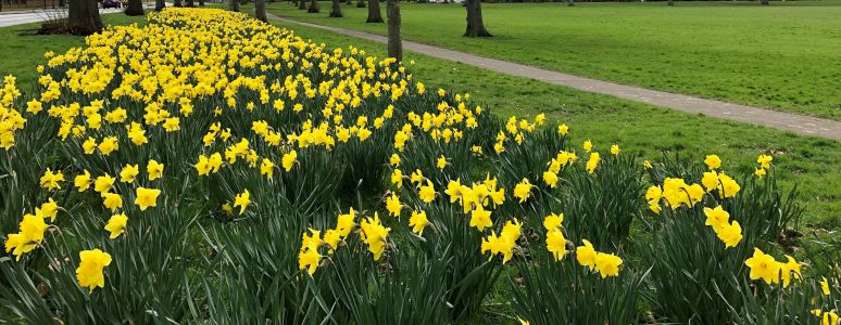 daffodils at Chester Green in 2020