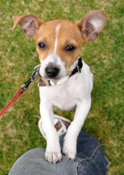 Saint Leonard Veterinary Centre Fun Dog Show