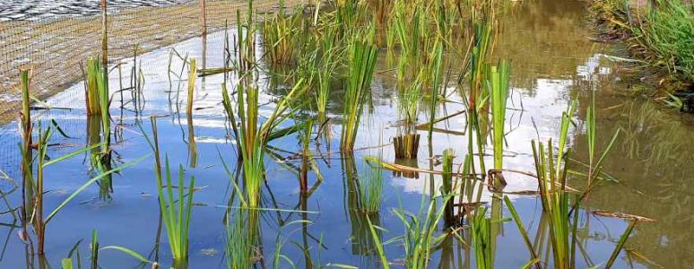 New plants in the water margins at Alvaston Park