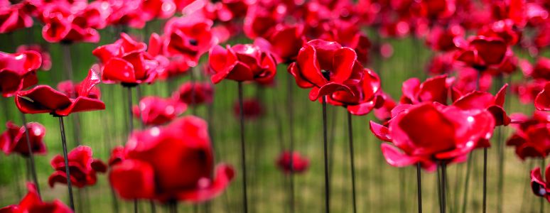 Poppies are coming to Derby