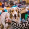 Image for Enjoy a day of family fun at Derby Market Hall’s first ever dog show