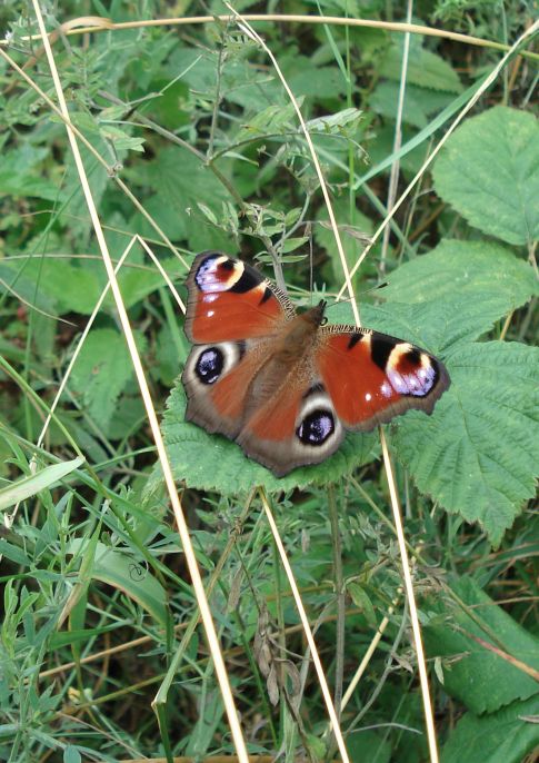 Mickleover Meadows Butterfly Walk