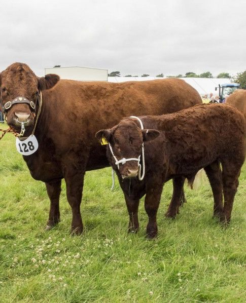 Derbyshire County Show 2017