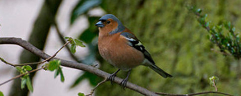 Bird spotting walk