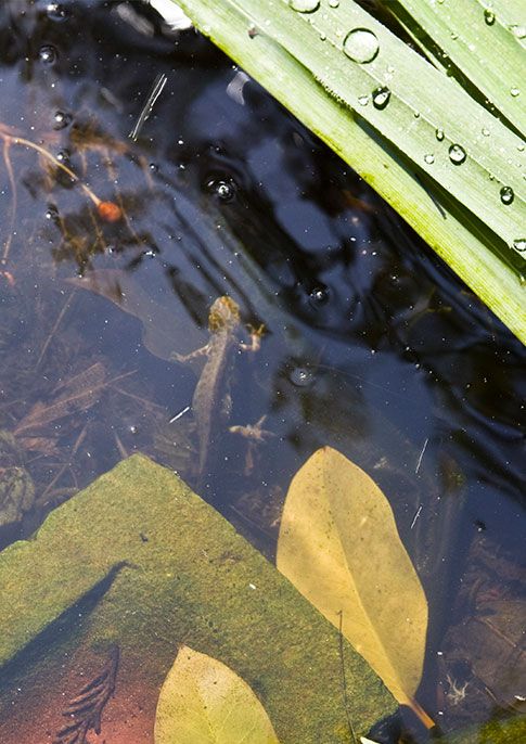 Pond Dipping at Markeaton Park