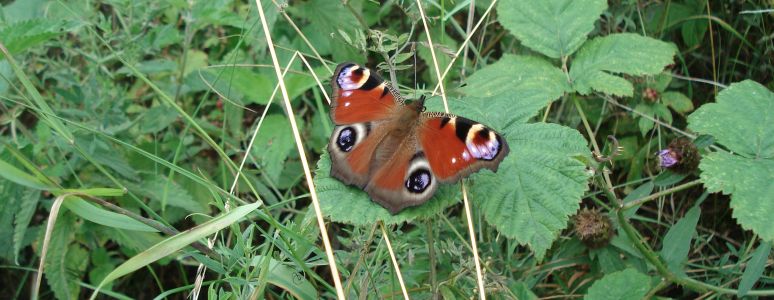 Peacock butterfly