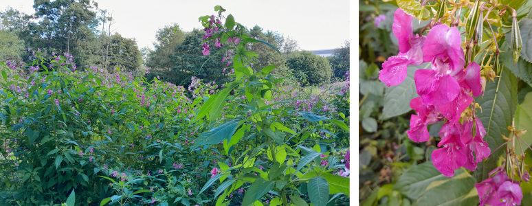 image of Balsam plant