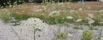 wild flowers in a field 