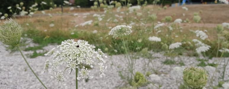 wild flowers in a field 