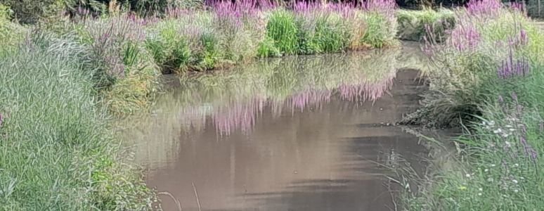 lake surrounded by long grass and flowers