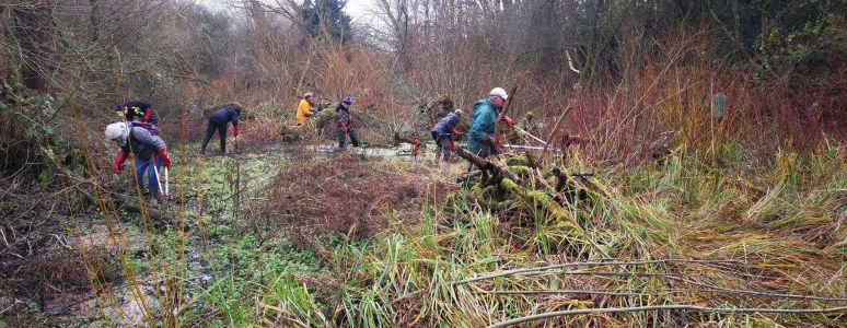 A group of volunteers clear the brambles.
