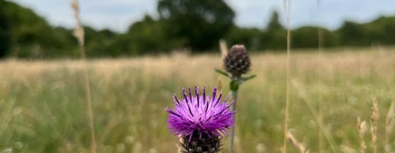 close up on wild flower thistles