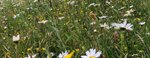 Wildflower meadows