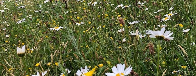 Wildflower meadows