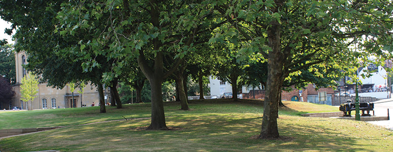 Trees on Cathedral Green