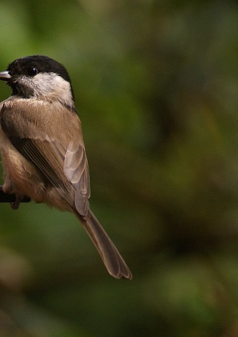 Bird Watching for Beginners