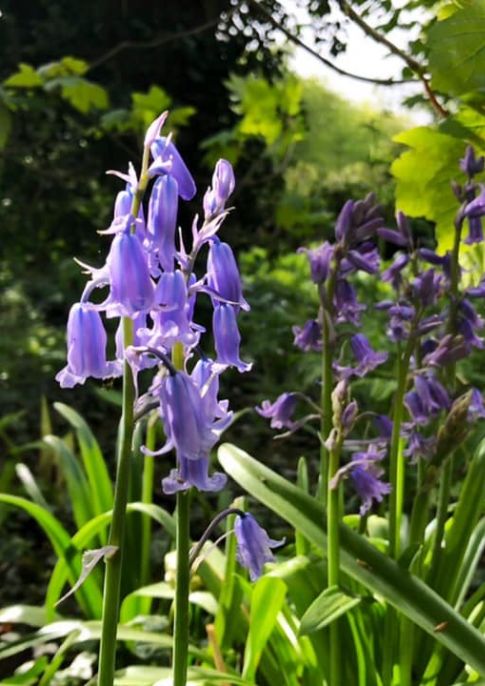 Bluebells flower close-up image with bushes and trees in the background.