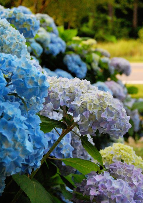 Hydrangea Derby Open Day