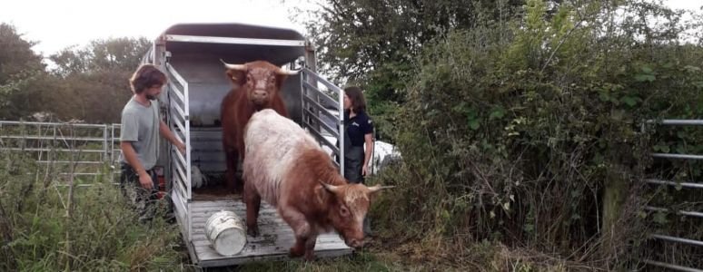 image shows cattle coming out of their trailer 