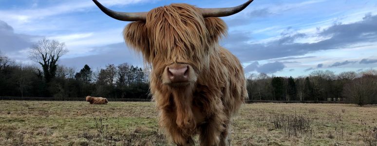 Furry brown Highland cow with long horns on a field at Allestree Park