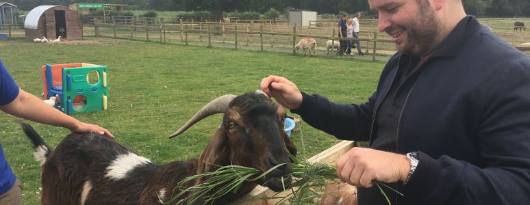 Little Wolf meets Giant Goat