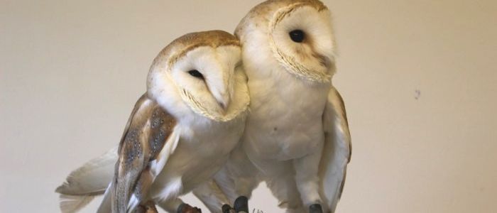 Barn owls at Nature Club