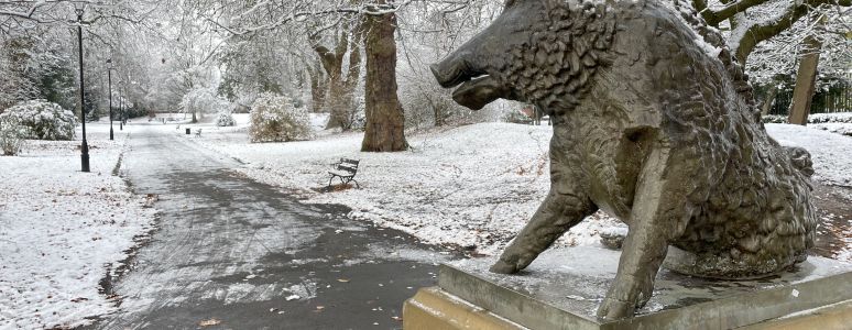 Statue of hog in Derby Arboretum covered in snow