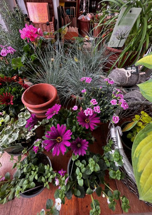 Pots of Interest for all Summer Long