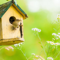 Make-a-Bird-Box.png