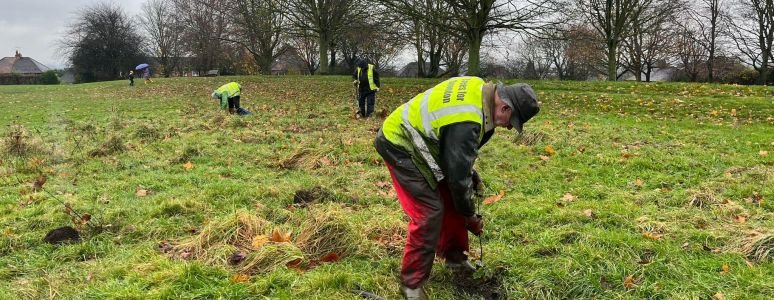 image of someone planting a tree