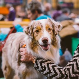 Derby Dog Show