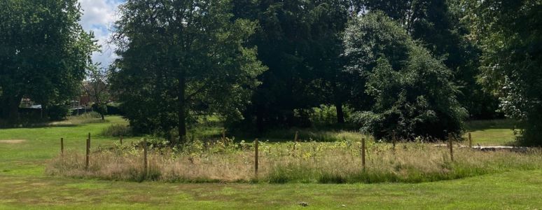 Derby plants more than 2,000 trees in Coronation tree planting project ...