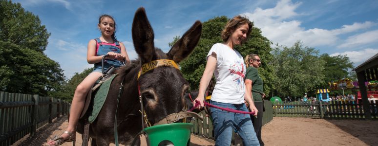 Donkey rides at Markeaton Park
