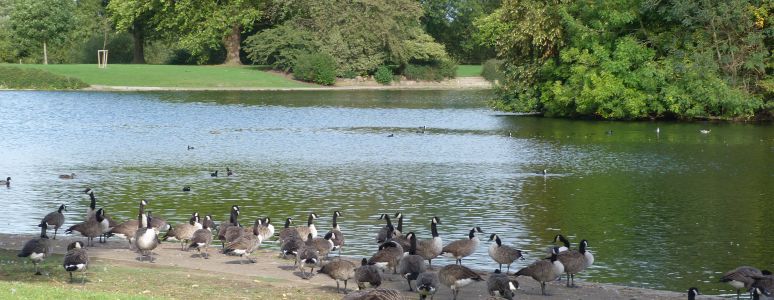 Ducks at Alvaston Park