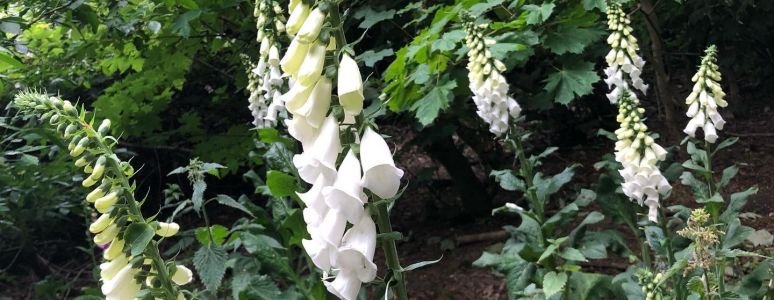 Foxgloves