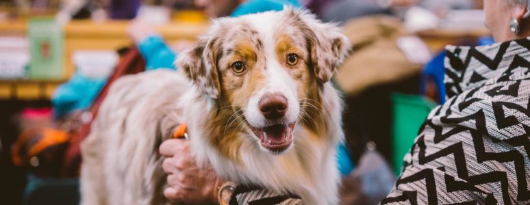 Australian shepherd with owner