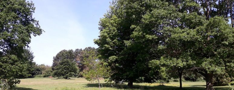 Clemson's Park view with 5 oak tree species