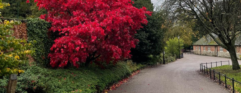 Trees at Markeaton Park
