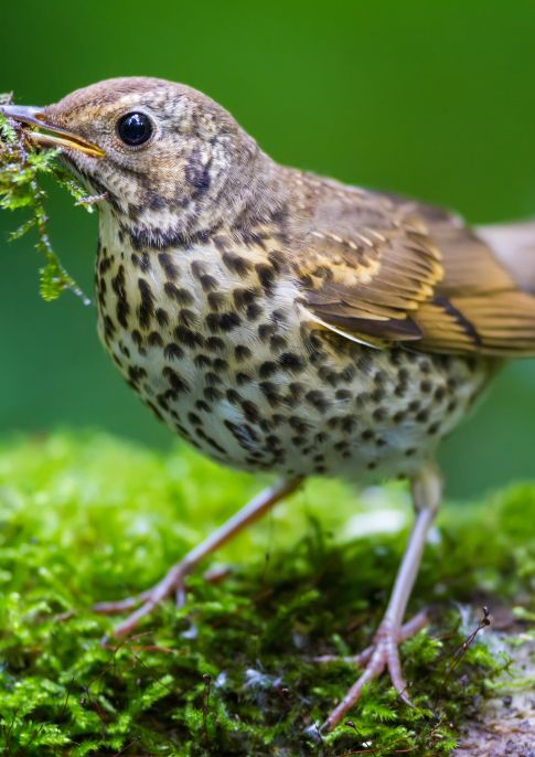 A Bird Walk Through Markeaton Park