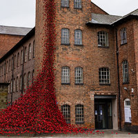 Poppies.png