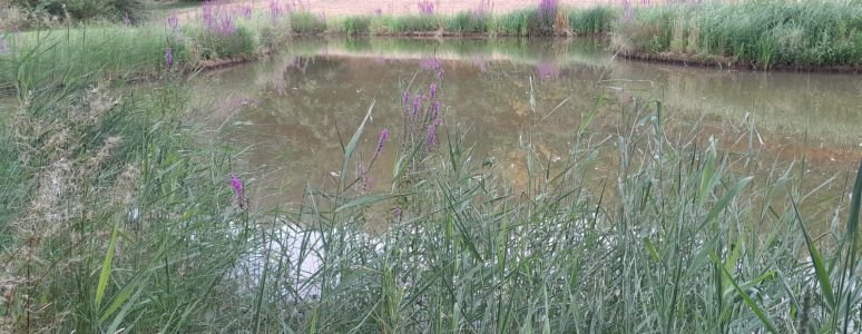 lake surrounded by grass
