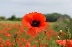 Poppy in a field